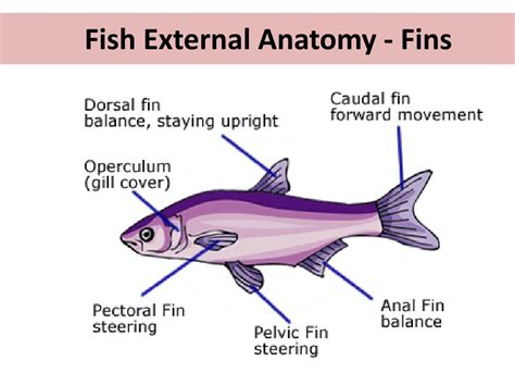 Understanding the Behavioral Patterns of the Mafic Fishbone
